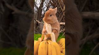 Rabbit#rabbit #rabbiteating #eating #banana #rabbiteatingbanana #baby#cute #cutebaby