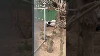 Beyaz kulaklı sülün  (White eared Pheasant)