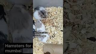 hamsters for sale in mumbai #hamsterbabies #mumbai #hamsterbreeding #pets #forsale #petsforsale