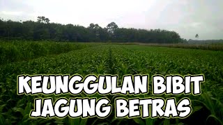 Keunggulan bibit jagung betras