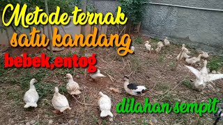 Metode Ternak bebek satu kandang dengan entog || ternak lahan sempit skala rumahan