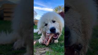 Pyrenejský horský 🐶 krmení #pyrenees #dog #homestead