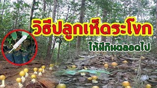 ปลูกเห็ดระโงก ให้มีกินตลอดไป และ การสังเกตุเห็ดพิษ