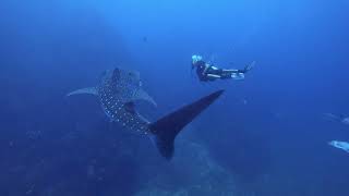 Whale Shark on Richelieu Rock | Diving Safari to Koh Surin, Thailand