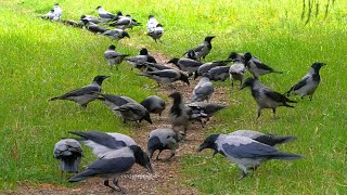 Local Hooded Crows are Excited about Hosting the Upcoming Annual CROWFEST [4K] Listen