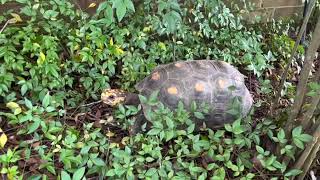 Mosey the Red Footed Tortoise