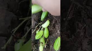 Kamias Harvest [Tree Cucumber, Bilimbi]