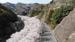 和歌山お花見フライト