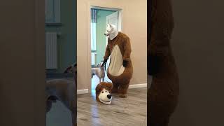 Funny dogs bring a mask of the bear for their friends