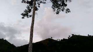 CRIA DE OVEJAS EN HONDURAS