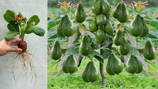 Im unique skill grafting pineapple avocado tree with fruit water