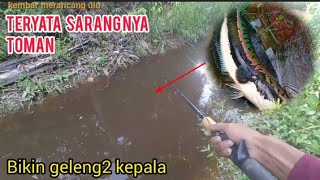 mancing di pedalaman hutan Kalimantan...predator air tawar ikan Toman