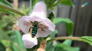 Slippery Flowers and Bee GoPro SLO MO