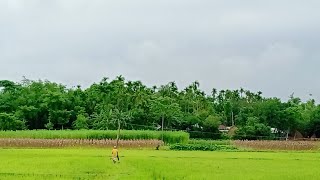 আমাদের গ্রামের বাড়ির সম্পুর্ন ভিডিও 🥰 সৃতির পাতায় ধরে রাখার চেষ্টা করলাম 💚