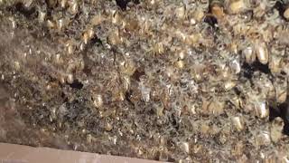 Package of honey bees in a top bar hive