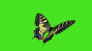 🦋Butterfly Green Screen Background 4k Animation Video | Butterfly flying green screen | #greenscreen