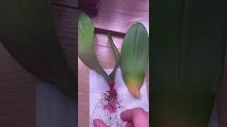 Фузариоз🥺надеюсь пощадит орхидею( Hope fusarium won’t kill the orchid🙏🏼