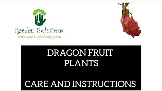 Grafted Dragon Fruit Plants | Care & Instructions | Growing in pot #dragonfruit #plants #grafted