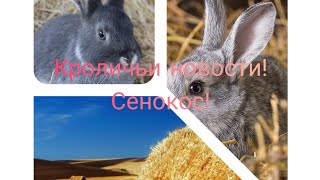 Кроличьи новости! Сенокос!