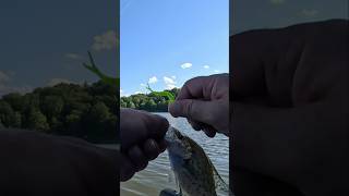 Berkley Gulp Chartreuse 1.5 Inch Minnow: Does it Work? #crappie #fishing #fish #viral #shorts