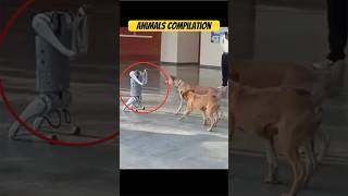 Robot vs Dogs  Full video link ☝🏿 #wildlife #wildanimals