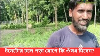 টমেটোর ঢলে পড়া রোগে কি ঔষধ দিবেন?