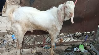 gulabi bakra andu sale ka liya hain 9627567854