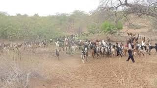 Beautiful Goats Going to Jungle