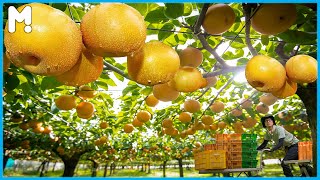 🍐 Japan Most Expensive Pear - Pears Farming and Harvesting - Pear Cultivation Agriculture Technology