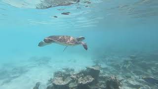 10 years of turtle rehabilitation at Four Seasons Resorts Maldives