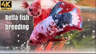 Crown tail betta fish and koi Plakat betta fish breeding | bettafish breeding