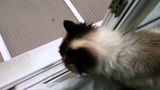 Mitsy-Meow Discusses The Weather