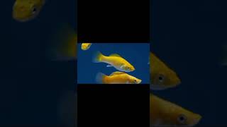 All#types of Molly fishes#fishes #shorts#viral