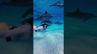 Diving with dolphins 🐬