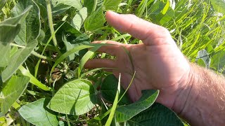 TOUR OF THE CROPS ON THIS FARM