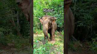 Meeting a rescued Elephant in Cambodia! #shorts