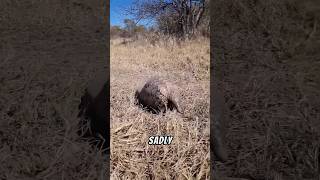 Pangolin are Unique #pangolin #wildlife #animals #facts #nature