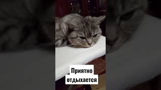 приятно отдыхать#кошкамуся ##смешныекошки