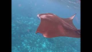 Diving with Manta Rays