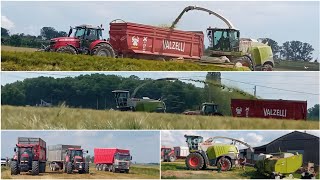 Trinciato Triticale Orzo 2024 / Barley Silage