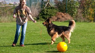 Treibball - Spiel, Spaß und Sport für Hund und Mensch(2004), mit Jan Nijboer