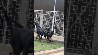 Rottweiler puppies playing around #shorts #rottweiler #dog