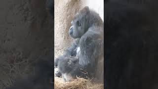 Cute Gorilla at The Zoo! #shorts #animals