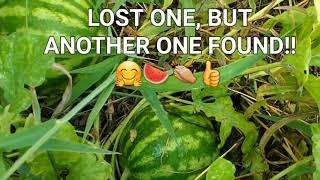 😢😭A SAD DAY IN MY WATERMELON 🍉 PATCH! 🥺#lostfruits #watermelons 🍉🍉#growyourownfood #enjoygardening