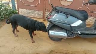 Suddenly Nibhour Rottweiler roaming| #pets #rottweiler #dog #dogs #therott #puppy #labrador #treding