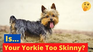 Is Your Yorkie Too Skinny? How to Get him or her to Gain Weight?