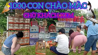 1000 CON CHÀO MÀO BÀY BÁN Ở CHỢ CHIM CẢNH CHỜ KHÁCH ĐẾN TRẢ GIÁ