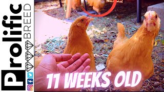 BUFF ORPINGTON CHICKENS 11 WEEK UPDATE | ROOSTER STARTING TO CROW & CHICKEN CHARMS