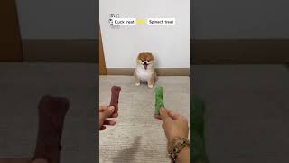 Cute Animals |Funny animals Reaction 2021#679.