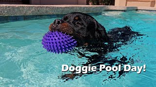 Doggie Pool Day